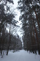 eye level view, forest, overcast, Poland, snow, track, tree, Wielkopolskie, winter, Wolsztyn