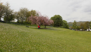 blooming, blossom, cloudy, day, eye level view, grass, hill, lawn, noon, park, Scotland, spring, sunny, The United Kingdom