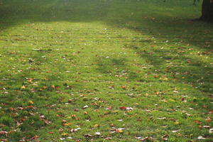 autumn, day, England, eye level view, grass, leaves, London, park, sunny, The United Kingdom