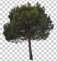 afternoon, Aleppo pine, ambient light, cloudy, coniferous, cutout, cutout plants, cutout trees, day, diffuse, diffused light, evergreen, eye level view, overcast, pine, Pinus halepensis, tree