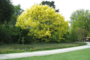 day, England, eye level view, garden, natural light, park, plant, The United Kingdom, tree, Woking