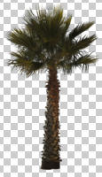 afternoon, cutout, cutout plants, cutout trees, day, direct sunlight, evergreen, eye level view, Mexican fan palm, Mexican washingtonia, natural light, palm, sunny, tree, Washingtonia robusta, winter