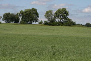 Bourgogne, day, eye level view, field, France, grass, Macon, natural light, tree, vegetation