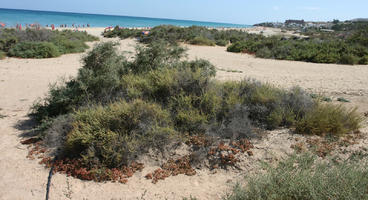 Canarias, day, direct sunlight, dunes, eye level view, Las Palmas, shrub, Spain, spring, sunny