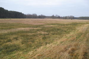 ambient light, countryside, day, eye level view, grass, marsh, open space, overcast, Poland, Wielkopolskie, winter, Wolsztyn