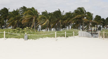 beach, day, eye level view, Florida, Miami, palm, Phoenix canariensis, summer, sunny, The United States