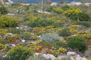 close-up, day, eye level view, Faro, Faro, flower, flower field, greenery, open space, path, Portugal, rockery, rocks, shrub, summer, sunlight, sunny, vegetation