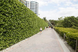 day, diffuse, diffused light, eye level view, Florida, hedge, Miami, path, pavement, summer, The United States