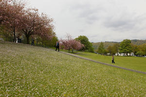 blooming, blossom, cloudy, day, eye level view, grass, hill, lawn, noon, overcast, park, Scotland, spring, The United Kingdom