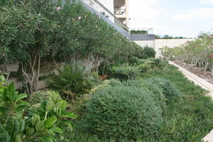 autumn, bush, day, diffuse, diffused light, eye level view, flowered bush, garden, Malta, natural light, shrub