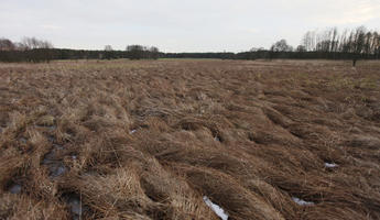 afternoon, day, diffuse, diffused light, eye level view, field, Kopanica, Poland, treeline, Wielkopolskie, winter