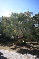 day, eye level view, Florida, Miami, natural light, palm, park, sunny, The United States, tropical, vegetation, winter