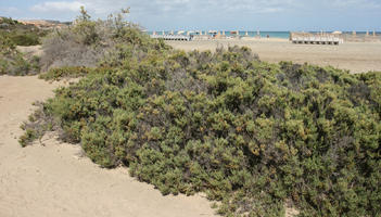 Canarias, day, direct sunlight, dunes, eye level view, Las Palmas, shrub, Spain, spring, sunny