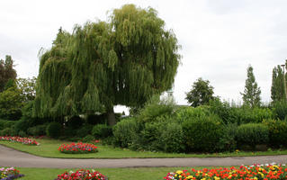 bush, day, diffuse, diffused light, England, eye level view, flower, garden, overcast, Peterborough, plant, shrub, shrubbery, summer, The United Kingdom, weeping willow