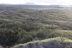 autumn, Canarias, day, elevated, shrubland, Spain, sunny