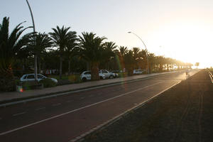 Canarias, contre-jour, eye level view, Las Palmas, palm, Phoenix canariensis, Spain, spring, street, sunlight, sunset