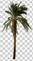 cutout, cutout plants, cutout trees, day, eye level view, palm, Phoenix canariensis, summer, sunny