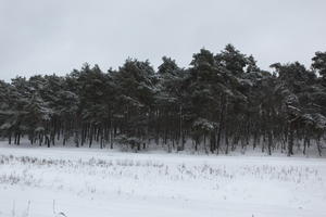 eye level view, forest, overcast, Poland, snow, track, tree, Wielkopolskie, winter, Wolsztyn