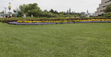 Canada, day, diffuse, diffused light, eye level view, flowering, grass, Ontario, Ottawa, park, summer