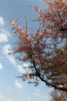 below, blooming, blossom, branch, day, deciduous, England, London, spring, sunny, The United Kingdom, tree