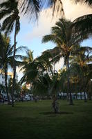 day, dusk, eye level view, Florida, grass, Miami, palm, park, The United States, tree, vegetation, winter