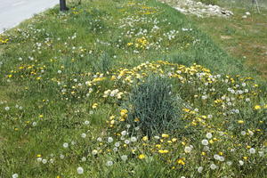 above, Croatia, day, grass, grassland, spring, sunny