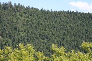 day, elevated, forest, Lausanne, mountain, natural light, summer, sunny, Switzerland, tree, Vaud, vegetation