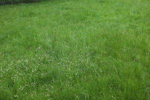 above, day, England, eye level view, flower, grass, overcast, park, summer, The United Kingdom, Wimbledon