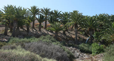 Canarias, day, direct sunlight, evergreen, eye level view, Las Palmas, palm, Phoenix canariensis, shrub, Spain, spring, sunny