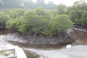 day, elevated, Ko Phi Phi Don, Krabi, mangrove, natural light, shore, Thailand, tree, vegetation