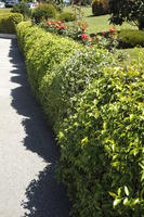 bush, day, direct sunlight, eye level view, Italia , shrub, spring, sunny, Toscana