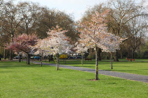 blooming, blossom, day, deciduous, England, eye level view, grass, London, park, spring, sunny, The United Kingdom, tree