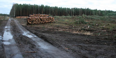 day, eye level view, forest, log, overcast, Poland, track, tree, Wielkopolskie, winter, Wolsztyn