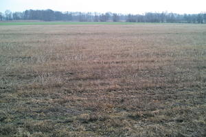 day, eye level view, field, grass, grassland, hay, Kopanica, natural light, Poland, Wielkopolskie, winter