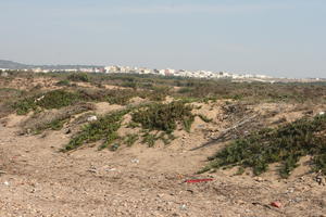 autumn, bush, day, desert, direct sunlight, Essaouira, eye level view, Morocco, natural light, sunlight, sunny, sunshine, vegetation