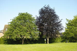 backyard, bright, broad-leaf tree, day, England, eye level view, garden, hedge, London, natural light, spring, sunlight, sunny, The United Kingdom, tree, vegetation