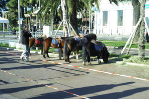 day, eye level view, France, horse, Nice, Provence Alpes Cote D