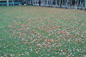 day, England, eye level view, grass, leaves, London, natural light, The United Kingdom, winter