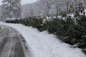 ambient light, bush, day, diffuse, diffused light, eye level view, Italia , morning, natural light, overcast, plant, road, snow, tree, Veneto, winter