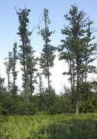 coniferous, day, eye level view, grass, Poland, summer, sunny, tree, Wielkopolskie, Wolsztyn