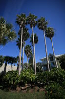 day, eye level view, Florida, garden, Miami, natural light, palm, sunny, The United States, tropical, vegetation, winter