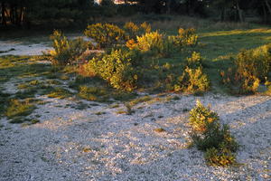 autumn, bush, day, eye level view, garden, greenery, plant, shrub, sunlight, sunny, sunset, sunshine, vegetation