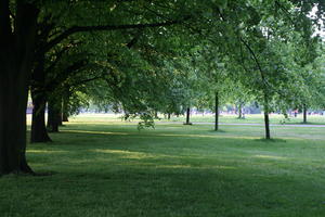 broad-leaf tree, broad-leaved tree, day, deciduous, England, eye level view, grass, London, park, shady, spring, sunny, The United Kingdom, tree