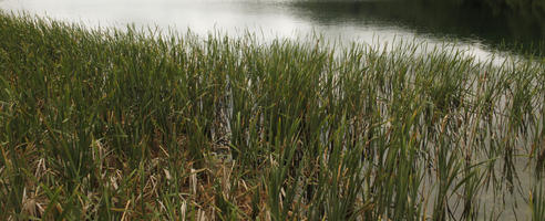 Croatia, day, diffuse, diffused light, eye level view, Karlovacka, lake, natural light, reed, summer