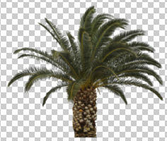 ambient light, Canary island date palm, cloudy, cutout, cutout plants, cutout trees, day, diffuse, diffused light, evergreen, eye level view, overcast, palm, Phoenix canariensis, tree, tropical, winter, young