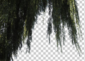 backlight, below, branch, broad-leaf tree, broad-leaved tree, cutout, cutout trees, day, summer, sunny, weeping willow