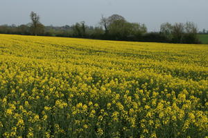 ambient light, Brassica napus, day, England, eye level view, field, flower, flower field, open space, rapeseed, spring, The United Kingdom, vegetation