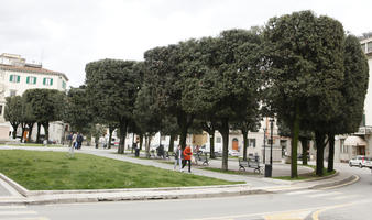 Arezzo, day, eye level view, Italia , manicured trees, natural light, spring, street, Toscana, tree