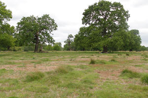 broad-leaf tree, broad-leaved tree, day, diffuse, diffused light, England, eye level view, grass, London, natural light, oak, park, spring, The United Kingdom