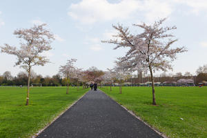 alley, blooming, blossom, day, deciduous, England, eye level view, grass, London, park, spring, sunny, The United Kingdom, tree